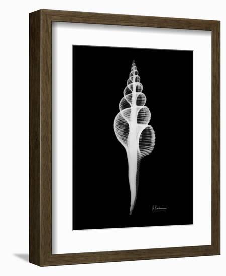 Fusinus Colus Xray-Albert Koetsier-Framed Premium Giclee Print