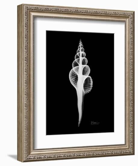 Fusinus Colus Xray-Albert Koetsier-Framed Art Print