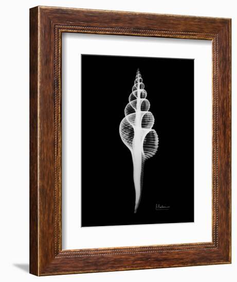 Fusinus Colus Xray-Albert Koetsier-Framed Art Print