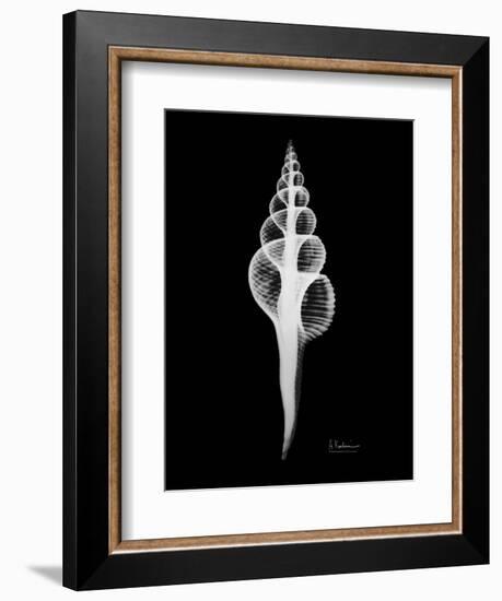 Fusinus Colus Xray-Albert Koetsier-Framed Art Print