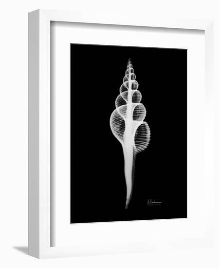 Fusinus Colus Xray-Albert Koetsier-Framed Art Print