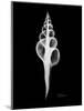 Fusinus Colus Xray-Albert Koetsier-Mounted Art Print