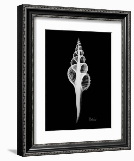 Fusinus Colus Xray-Albert Koetsier-Framed Art Print