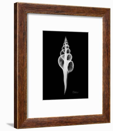 Fusinus Colus Xray-Albert Koetsier-Framed Art Print