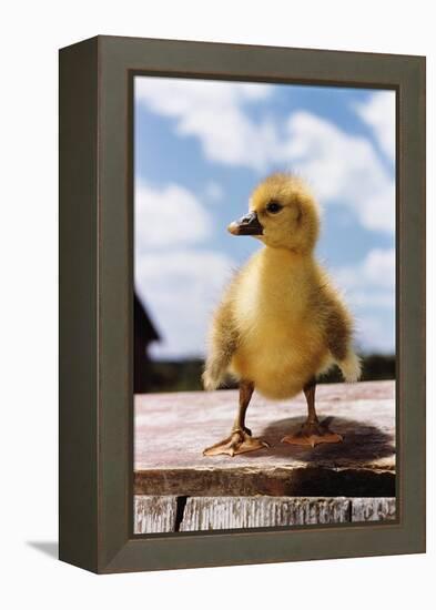 Fuzzy Duckling-William P. Gottlieb-Framed Premier Image Canvas