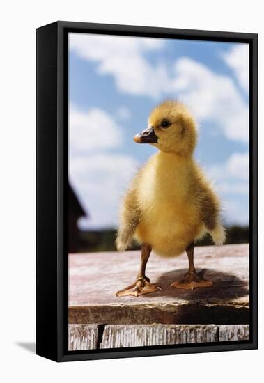 Fuzzy Duckling-William P. Gottlieb-Framed Premier Image Canvas