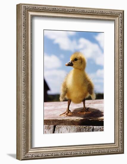 Fuzzy Duckling-William P. Gottlieb-Framed Photographic Print