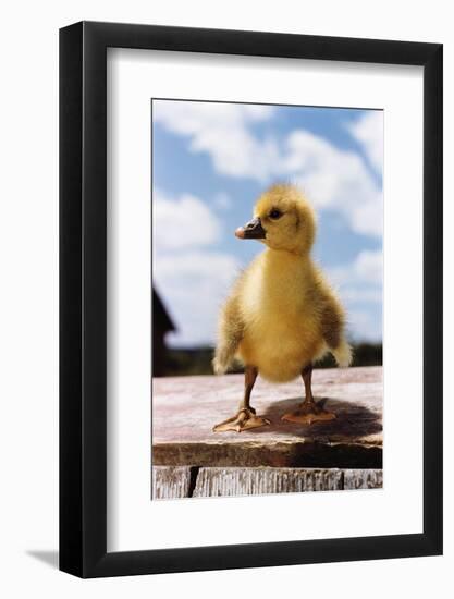 Fuzzy Duckling-William P. Gottlieb-Framed Photographic Print