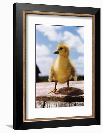 Fuzzy Duckling-William P. Gottlieb-Framed Photographic Print