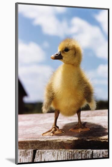 Fuzzy Duckling-William P. Gottlieb-Mounted Photographic Print