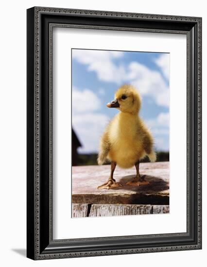 Fuzzy Duckling-William P. Gottlieb-Framed Photographic Print