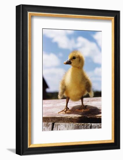 Fuzzy Duckling-William P. Gottlieb-Framed Photographic Print