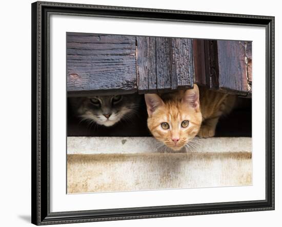 Fwo Cars Hiding behind the Window-nevenm-Framed Photographic Print