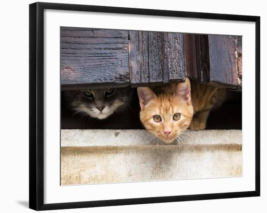 Fwo Cars Hiding behind the Window-nevenm-Framed Photographic Print