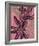 Fynbos Flowers-Paula Mills-Framed Giclee Print