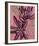 Fynbos Flowers-Paula Mills-Framed Giclee Print