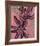 Fynbos Flowers-Paula Mills-Framed Giclee Print