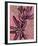 Fynbos Flowers-Paula Mills-Framed Giclee Print