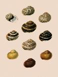 Shells: Convoltae and Orthocerata-G.b. Sowerby-Framed Art Print