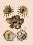 Sundial Shells-G.b. Sowerby-Giclee Print
