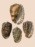 Shells: Gasteropoda and Trachelipoda-G.b. Sowerby-Art Print