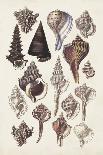 Calocochlia Shells-G.b. Sowerby-Giclee Print