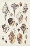 Calocochlia Shells-G.b. Sowerby-Giclee Print