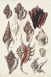 Spider Conch Shell-G.b. Sowerby-Giclee Print