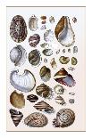 Shells: Convoltae and Orthocerata-G.b. Sowerby-Framed Art Print