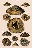 Calocochlia Shells-G.b. Sowerby-Giclee Print
