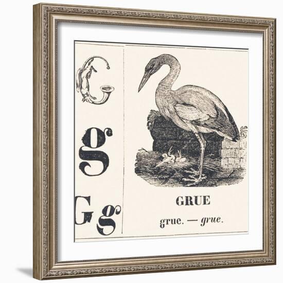 G for Crane, 1850 (Engraving)-Louis Simon (1810-1870) Lassalle-Framed Giclee Print