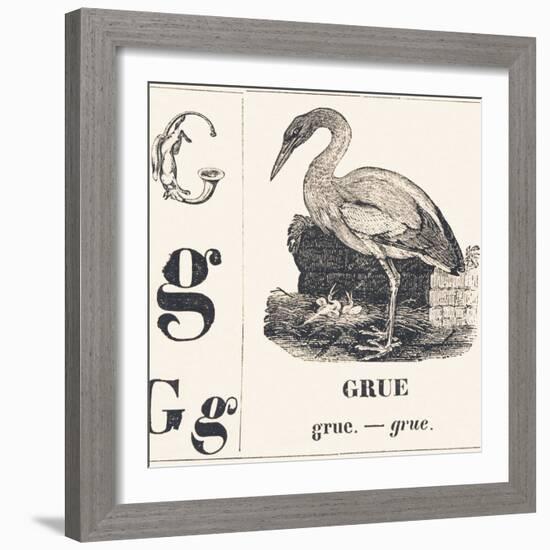 G for Crane, 1850 (Engraving)-Louis Simon (1810-1870) Lassalle-Framed Giclee Print