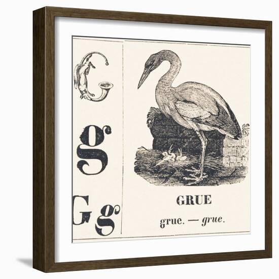 G for Crane, 1850 (Engraving)-Louis Simon (1810-1870) Lassalle-Framed Giclee Print