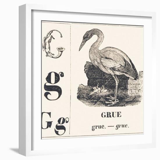 G for Crane, 1850 (Engraving)-Louis Simon (1810-1870) Lassalle-Framed Giclee Print