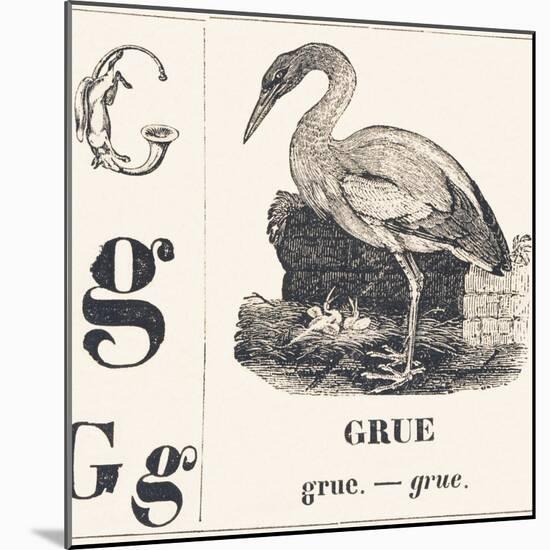 G for Crane, 1850 (Engraving)-Louis Simon (1810-1870) Lassalle-Mounted Giclee Print