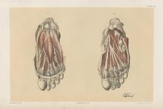 The Lower Limb. Third and Fourth Stages of the Dissection of the Sole of the Foot-G. H. Ford-Framed Giclee Print