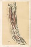 The Lower Limb. First and Second Stages in the Examination of the Sole of the Foot-G. H. Ford-Giclee Print