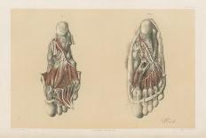 The Lower Limb. Third and Fourth Stages of the Dissection of the Sole of the Foot-G. H. Ford-Giclee Print