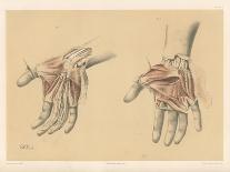 The Upper Limb. Superficial and Deep Views of the Palm of the Hand-G. H. Ford-Giclee Print