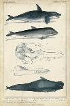 Antique Whale and Dolphin Study I-G. Henderson-Framed Stretched Canvas