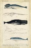 Antique Whale and Dolphin Study III-G. Henderson-Stretched Canvas