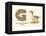 G is a Goose-null-Framed Stretched Canvas