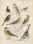 Non-Embellished Avian Gathering II-G. Lubbert-Framed Art Print