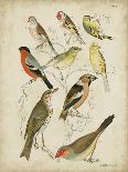 Non-Embellished Avian Gathering II-G. Lubbert-Framed Art Print