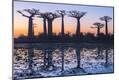 Photographic Print