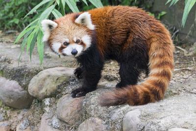 Red Panda Ailurus Fulgens Sichuan Province China Asia Photographic Print G M Therin Weise Art Com