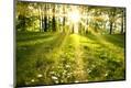 Photographic Print