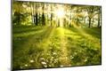 Photographic Print