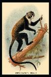 The Bald Chimpanzee-G.r. Waterhouse-Art Print