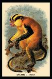 The Bonnetted Capuchin-G.r. Waterhouse-Art Print